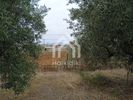 Parcel 5.290sqm for sale-Triglia » Nea Triglia