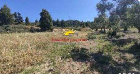 Αγροτεμάχια 4.572 τ.μ. πρός πώληση, Χαλκιδική, Κασσάνδρα