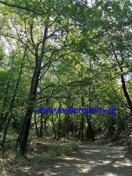 Οικόπεδο 8.833 τ.μ. προς πώληση, Μαρούλι