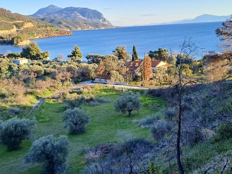 Οικόπεδο 7.720 τ.μ. προς πώληση, Σηπιάδα Λίμνης