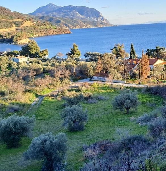 Οικόπεδο 7.720 τ.μ. προς πώληση, Σηπιάδα Λίμνης