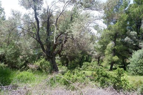 Land plot 4.847sqm for sale-Kirea » Vlachia
