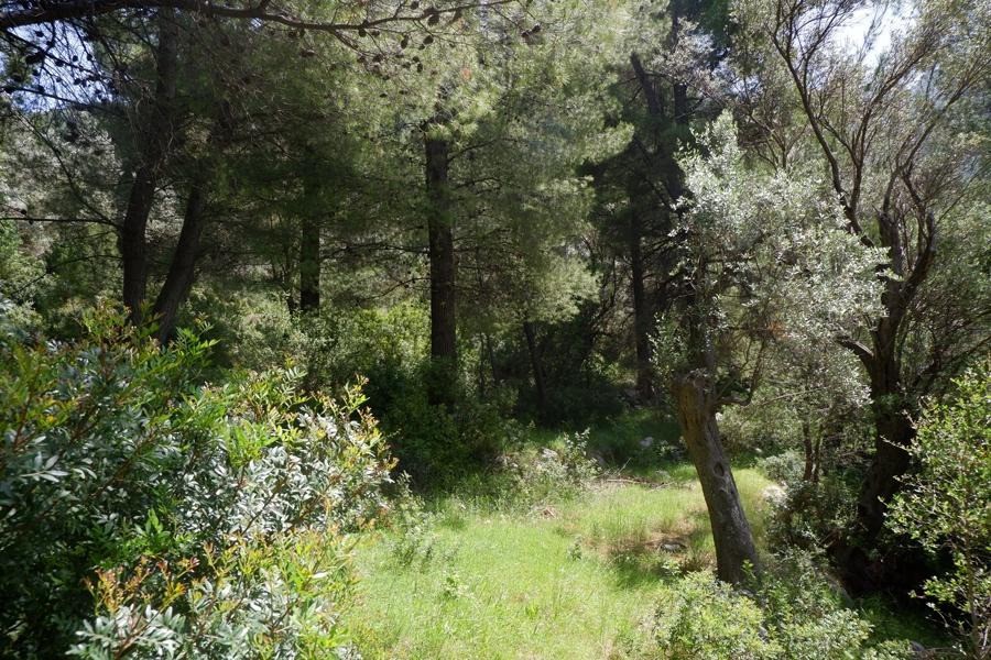 Οικόπεδο 4.847 τ.μ. προς πώληση, Βλαχιά