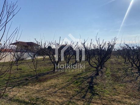 Αγροτεμάχια 5.400τ.μ. για πώληση-Τριγλία » Νέα τρίγλια