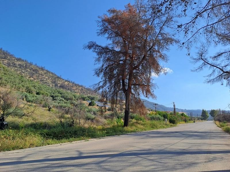 Οικόπεδο 3.143 τ.μ. προς πώληση, Ροβιές
