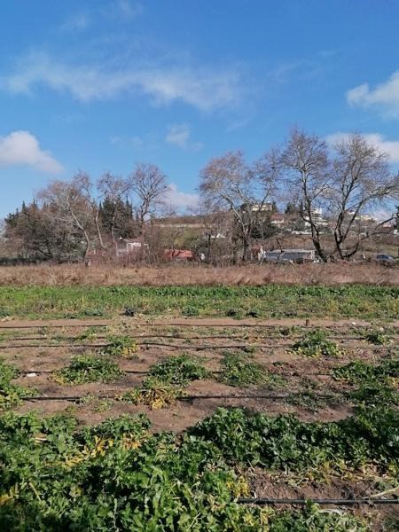 Οικόπεδο 18.896 τ.μ. προς πώληση, Νέα Σινασός