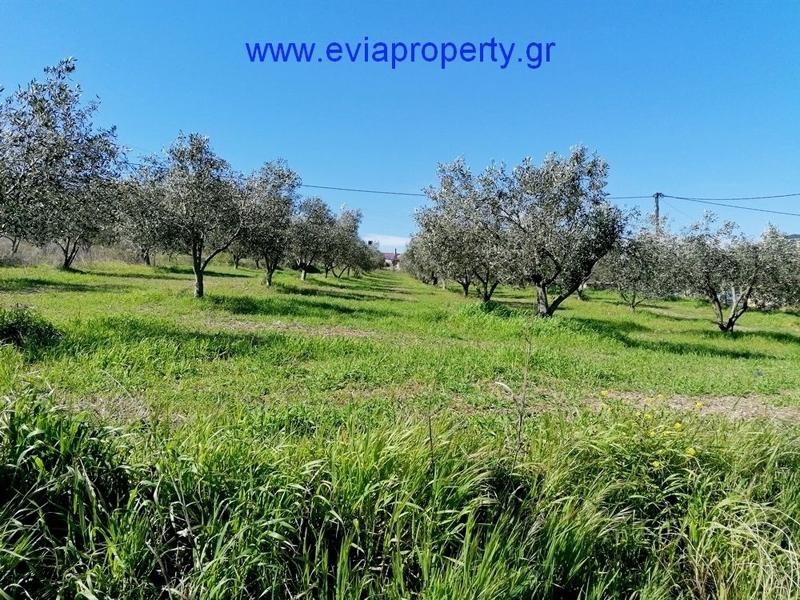 Οικόπεδο 600 τ.μ. προς πώληση, Δάφνη Λίμνης