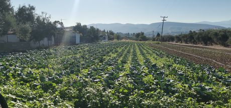 Αγροτεμάχια 5.500 τ.μ. για πώληση