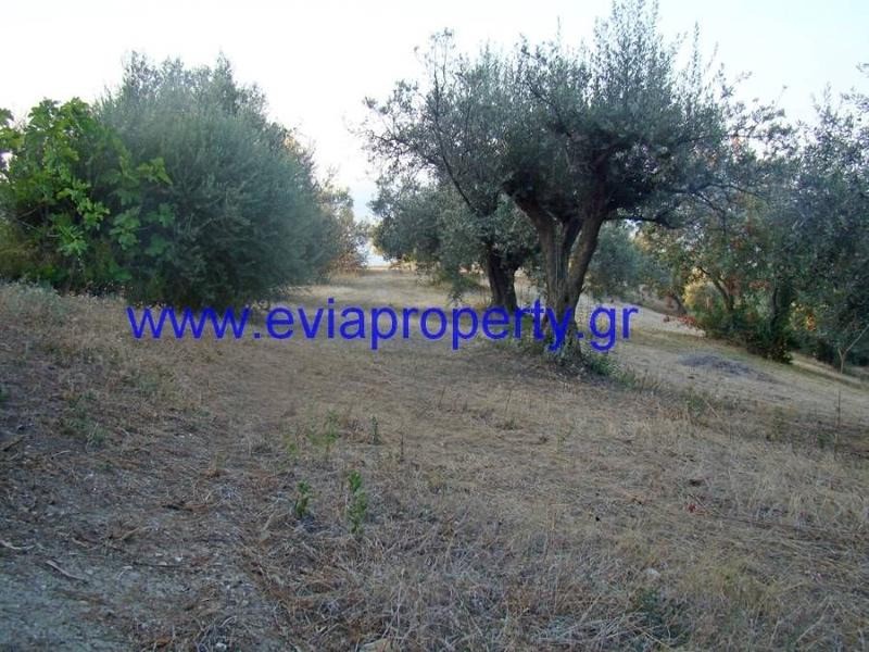Αγροτεμάχια 4.450 τ.μ. προς πώληση, Σηπιάδα Λίμνης