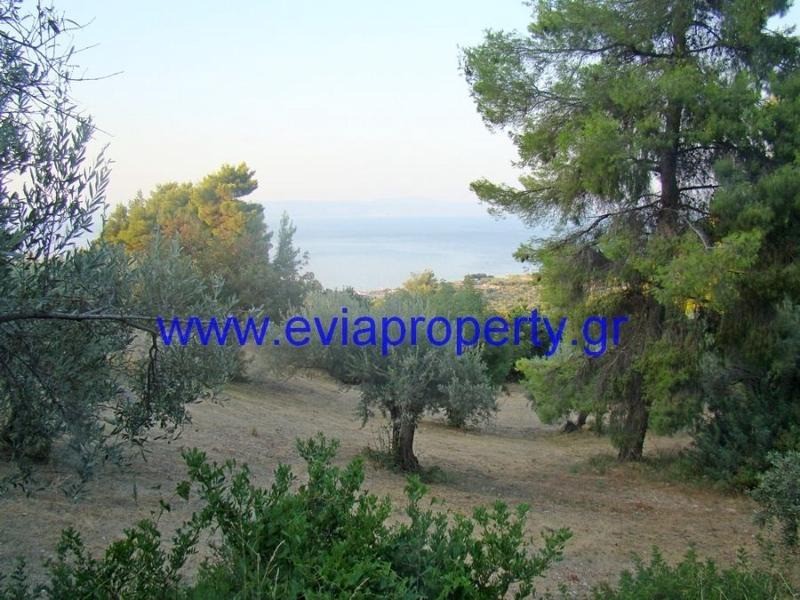 Αγροτεμάχια 4.450 τ.μ. προς πώληση, Σηπιάδα Λίμνης