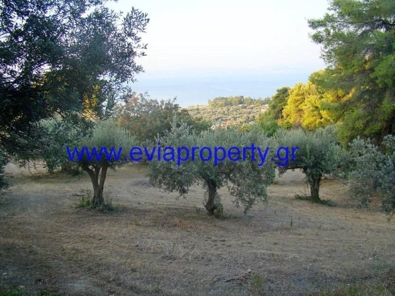 Αγροτεμάχια 4.450 τ.μ. προς πώληση, Σηπιάδα Λίμνης