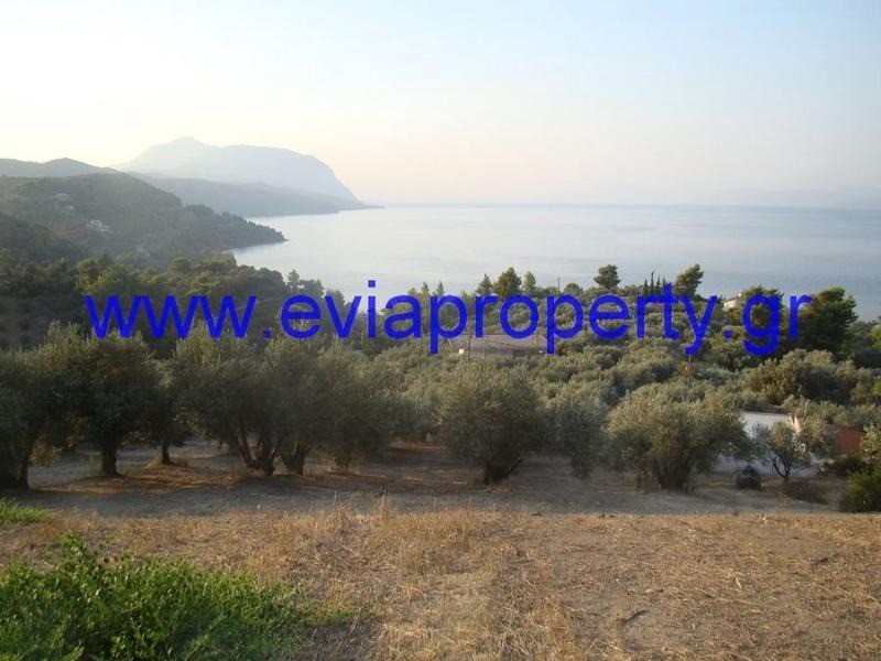 Αγροτεμάχια 4.450 τ.μ. προς πώληση, Σηπιάδα Λίμνης