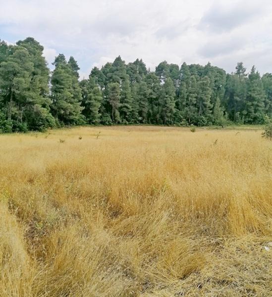 Αγροτεμάχια 4.620 τ.μ. προς πώληση, Προκόπι
