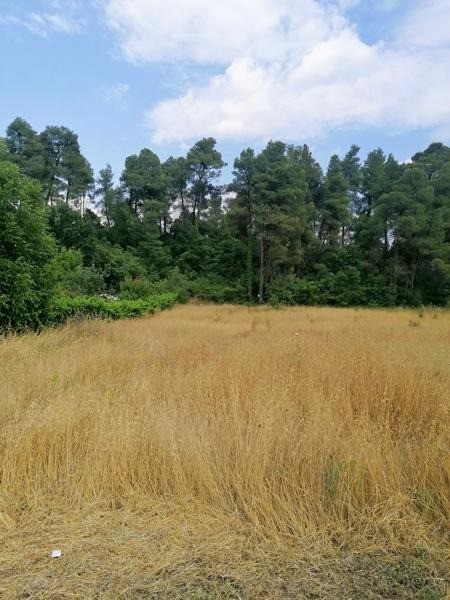 Αγροτεμάχια 4.620 τ.μ. προς πώληση, Προκόπι