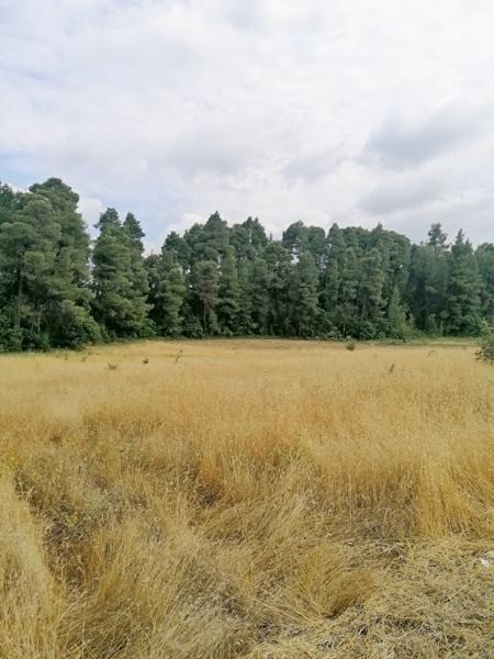 Αγροτεμάχια 4.620 τ.μ. προς πώληση, Προκόπι