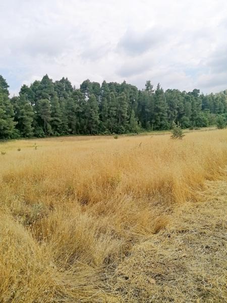 Αγροτεμάχια 4.620 τ.μ. προς πώληση, Προκόπι