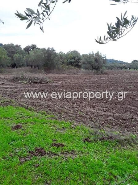 Αγροτεμάχια 5.182 τ.μ. προς πώληση, Αγία Άννα Νηλέως