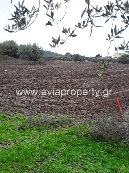 Αγροτεμάχια 5.182 τ.μ. προς πώληση, Αγία Άννα Νηλέως