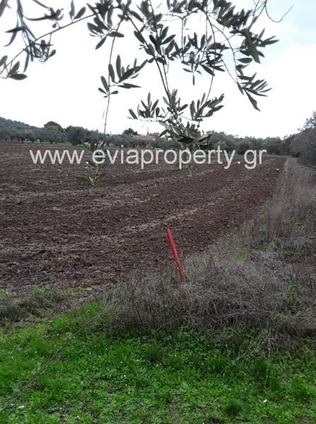 Αγροτεμάχια 5.182 τ.μ. προς πώληση, Αγία Άννα Νηλέως