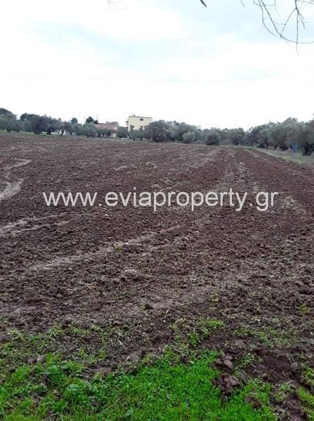 Αγροτεμάχια 5.182 τ.μ. προς πώληση, Αγία Άννα Νηλέως