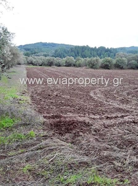 Αγροτεμάχια 5.182 τ.μ. προς πώληση, Αγία Άννα Νηλέως