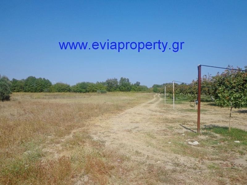 Αγροτεμάχια 41.646 τ.μ. προς πώληση, Άγιος Γεώργιος Ιστιαίας