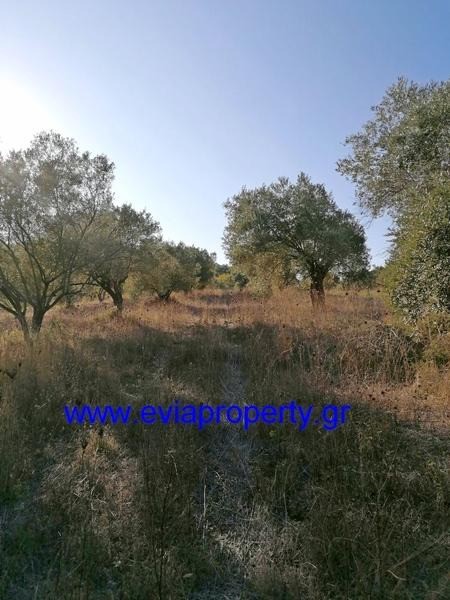 Αγροτεμάχια 7.000 τ.μ. προς πώληση, Κεχριές Λίμνης