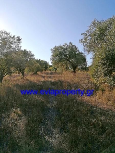 Αγροτεμάχια 7.000 τ.μ. προς πώληση, Κεχριές Λίμνης