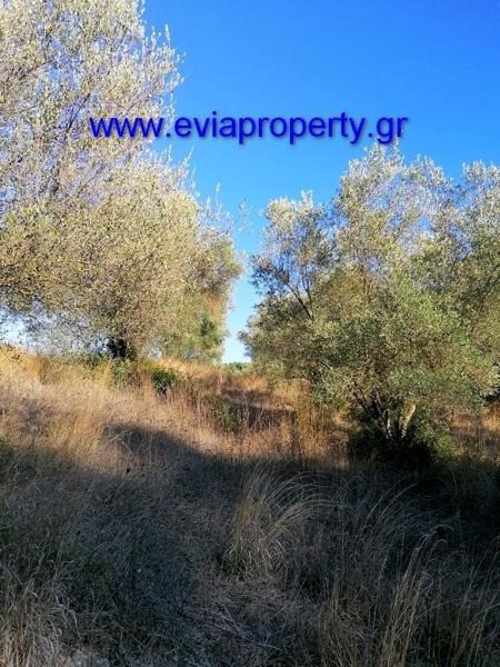 Αγροτεμάχια 7.000 τ.μ. προς πώληση, Κεχριές Λίμνης
