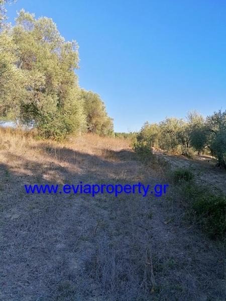 Αγροτεμάχια 7.000 τ.μ. προς πώληση, Κεχριές Λίμνης