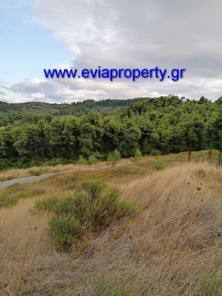 Αγροτεμάχια 21.000 τ.μ. προς πώληση, Ρετσινόλακκος