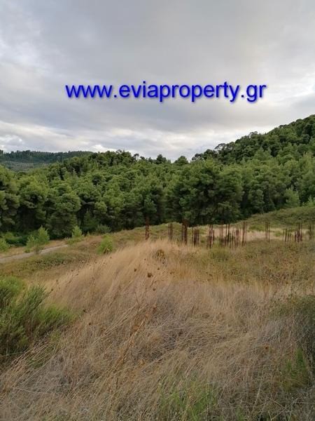 Αγροτεμάχια 21.000 τ.μ. προς πώληση, Ρετσινόλακκος