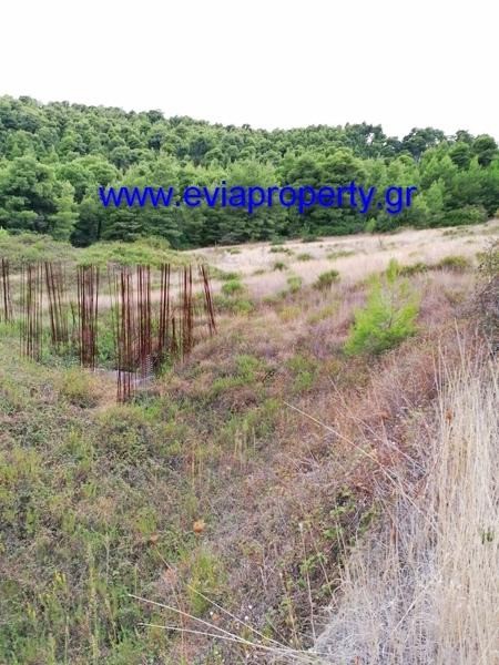 Αγροτεμάχια 21.000 τ.μ. προς πώληση, Ρετσινόλακκος