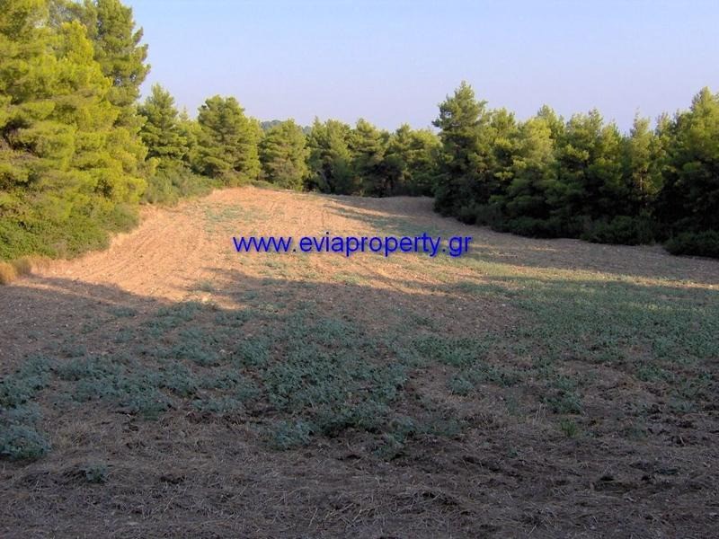 Αγροτεμάχια 5.578 τ.μ. προς πώληση, Ροβιές