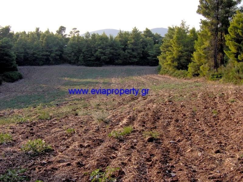 Αγροτεμάχια 5.578 τ.μ. προς πώληση, Ροβιές