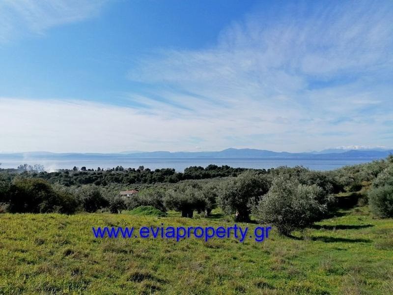 Αγροτεμάχια 6.000 τ.μ. προς πώληση, Ροβιές