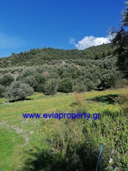 Αγροτεμάχια 6.000 τ.μ. προς πώληση, Ροβιές