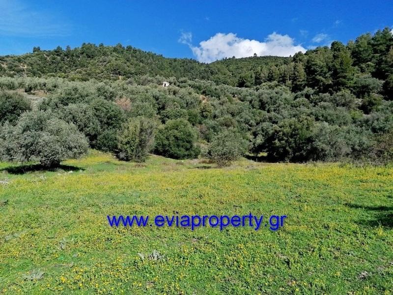 Αγροτεμάχια 6.000 τ.μ. προς πώληση, Ροβιές