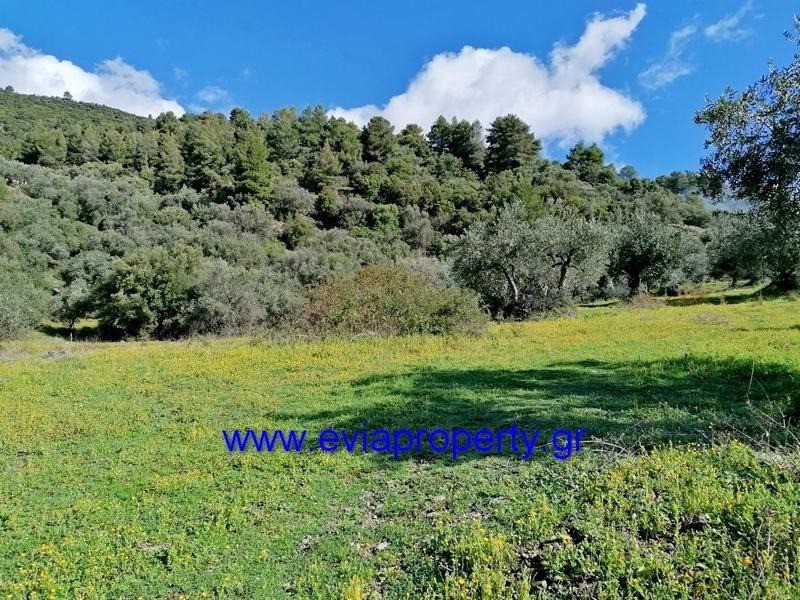Αγροτεμάχια 6.000 τ.μ. προς πώληση, Ροβιές