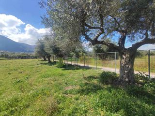 Οικόπεδο 3.000 τ.μ. για ενοικίαση, Αχαΐα, Μεσσατίδα-thumb-19