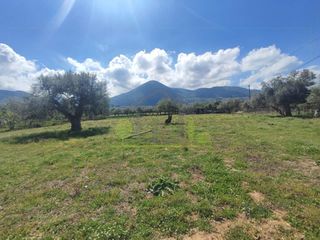 Οικόπεδο 3.000 τ.μ. για ενοικίαση, Αχαΐα, Μεσσατίδα-thumb-15