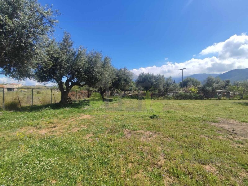 Οικόπεδο 3.000 τ.μ. προς ενοικίαση, Αχαΐα, Μεσσατίδα