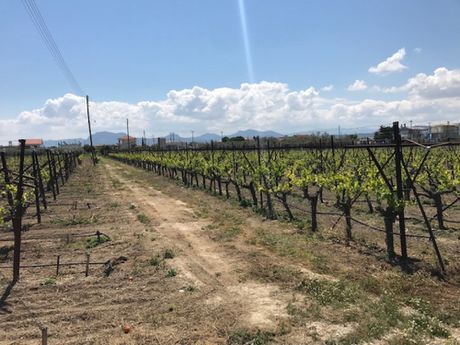 Land plot 4.422sqm for sale-Vocha » Evaggelistria