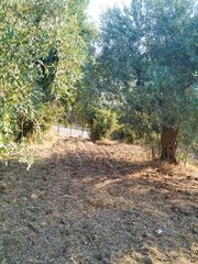Οικόπεδο 8.474 τ.μ. για πώληση, Εύβοια, Λίμνη-thumb-5