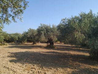 Οικόπεδο 8.474 τ.μ. για πώληση, Εύβοια, Λίμνη-thumb-6