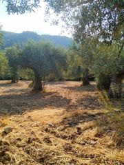 Οικόπεδο 8.474 τ.μ. για πώληση, Εύβοια, Λίμνη-thumb-7