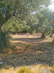 Οικόπεδο 8.474 τ.μ. για πώληση, Εύβοια, Λίμνη-thumb-8