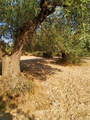 Οικόπεδο 8.474 τ.μ. για πώληση, Εύβοια, Λίμνη-thumb-12