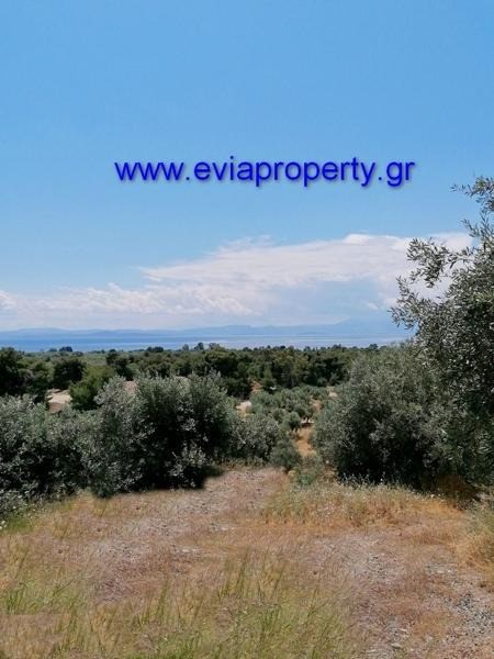 Αγροτεμάχια 18.000 τ.μ. προς πώληση, Ροβιές