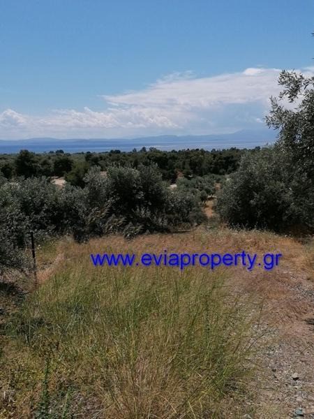 Αγροτεμάχια 18.000 τ.μ. προς πώληση, Ροβιές